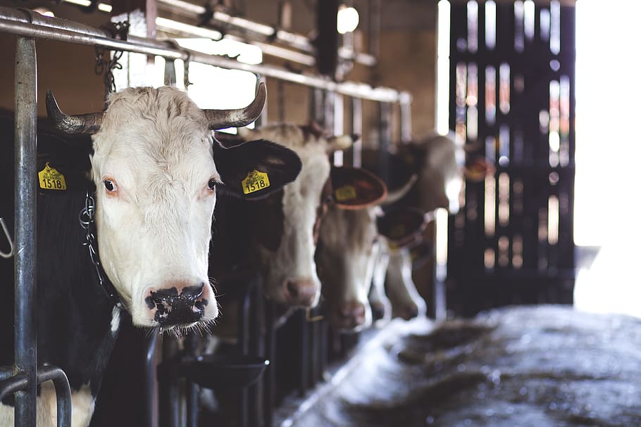 Javni poziv uzgajivačima mlečnih krava: Bespovratna isporuka do 15.000 tona merkantilnog kukuruza